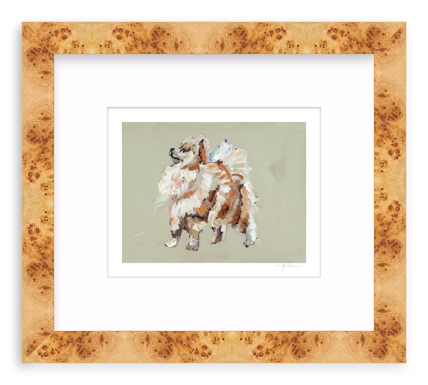 Pomeranian (tan)