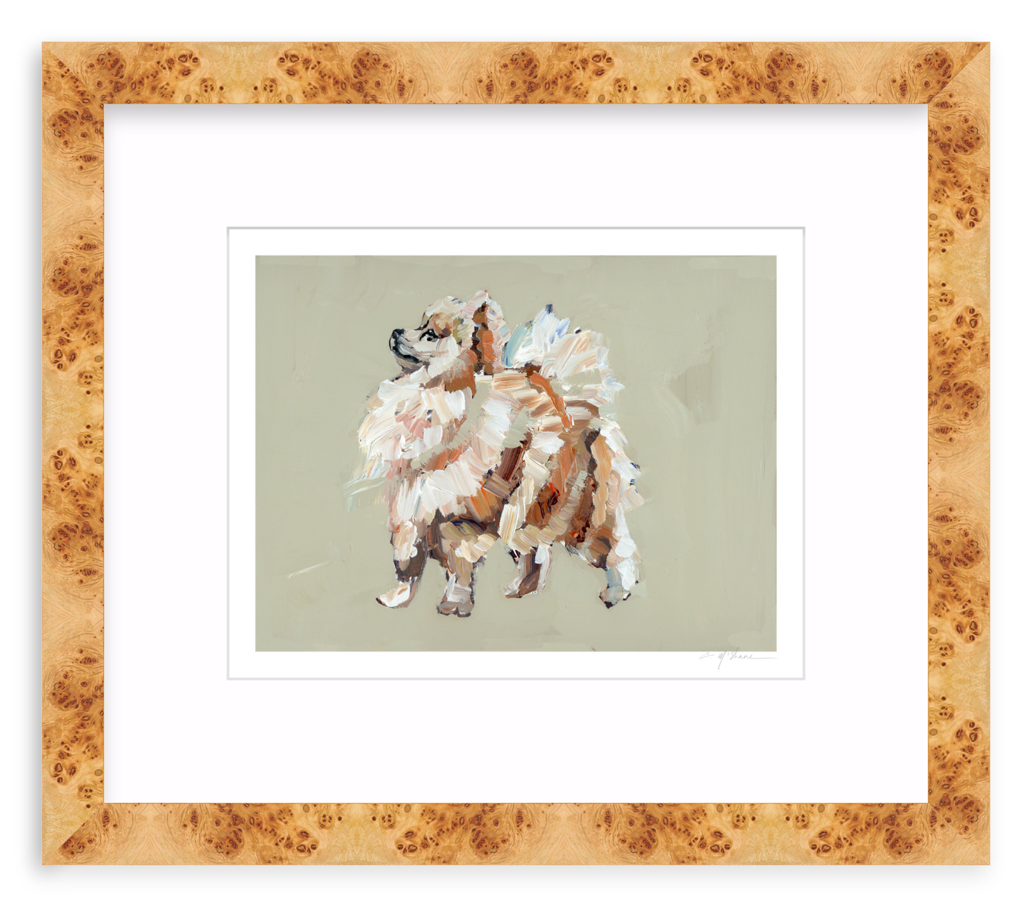 Pomeranian (tan)