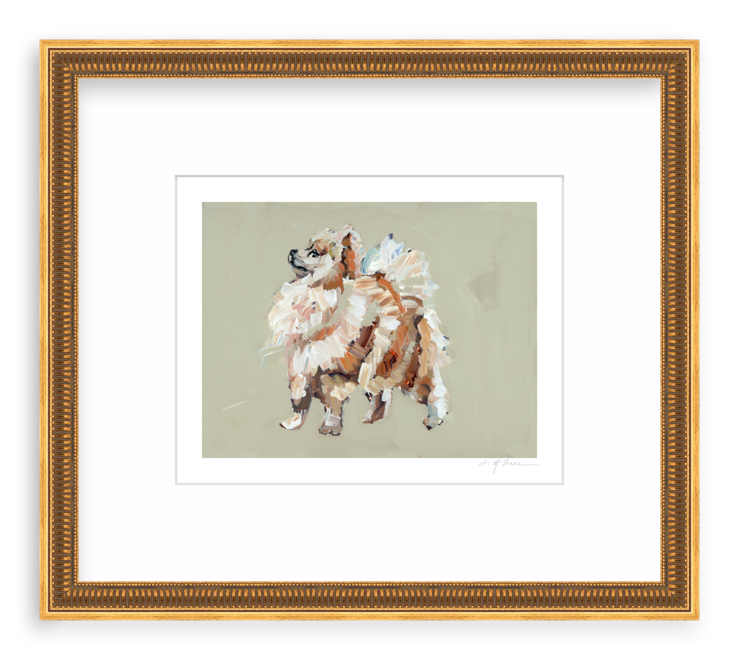 Pomeranian (tan)