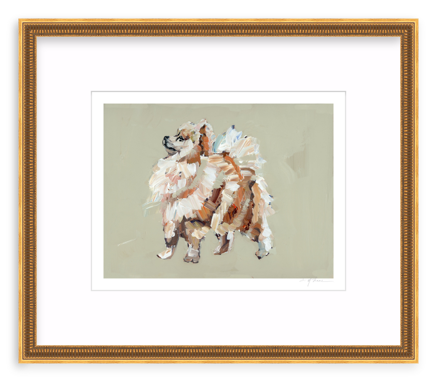 Pomeranian (tan)