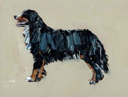"Bernese Mountain Dog" on paper