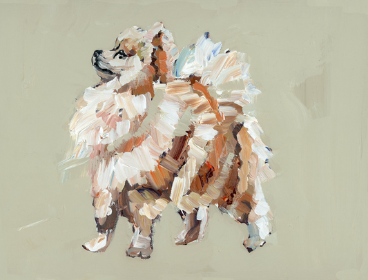Pomeranian Apricot (tan)