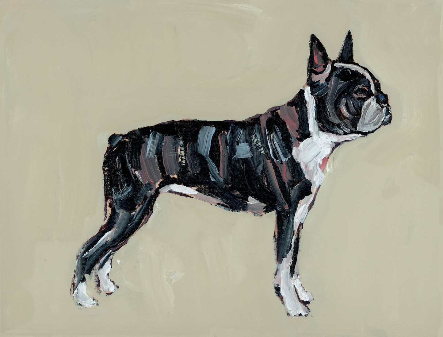 "Boston Terrier" on paper