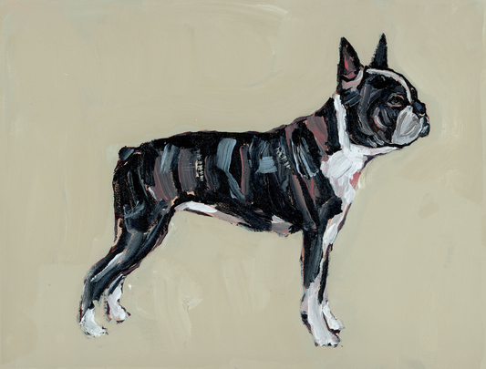 Boston Terrier