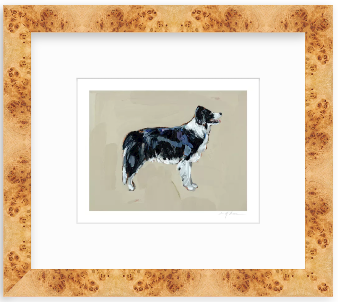 "Border Collie" on paper