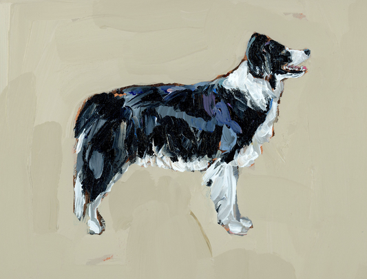 "Border Collie" on paper