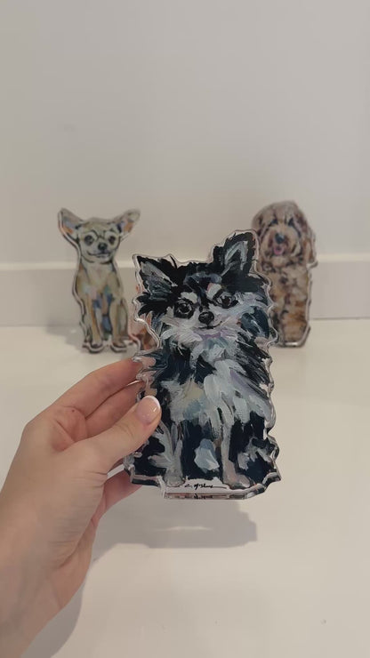 "Chihuahua Black & White Long-hair" acrylic