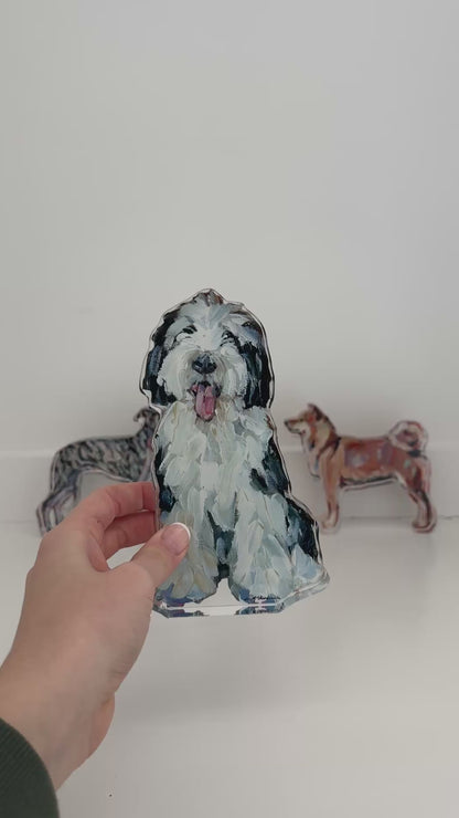 "Sheepadoodle I" acrylic