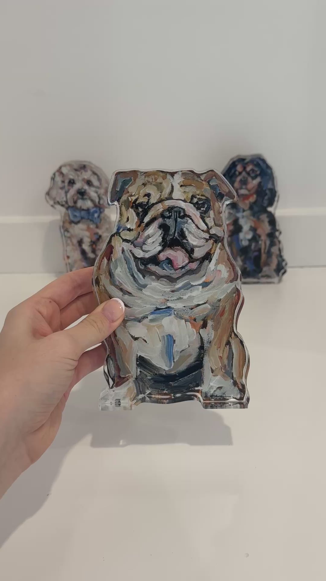 Bulldog Fawn & White