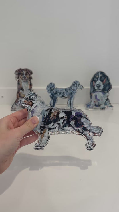 "Australian Shepherd Blue Merle" acrylic
