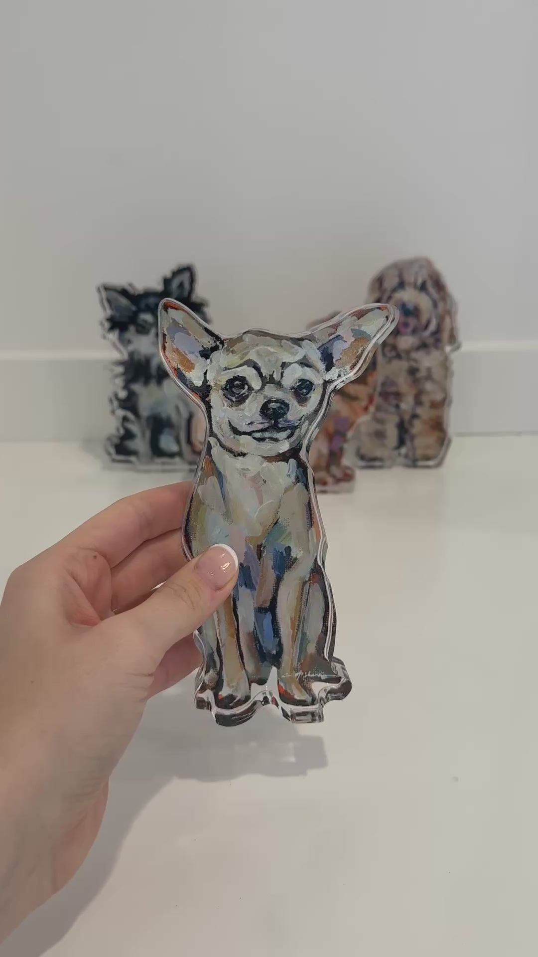 Chihuahua Light sitting