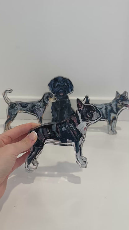 "Boston Terrier" acrylic