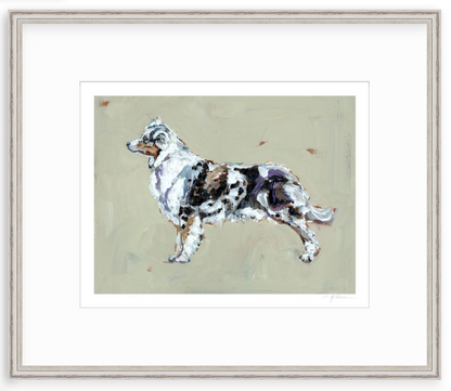 Australian Shepherd Fine Art Print