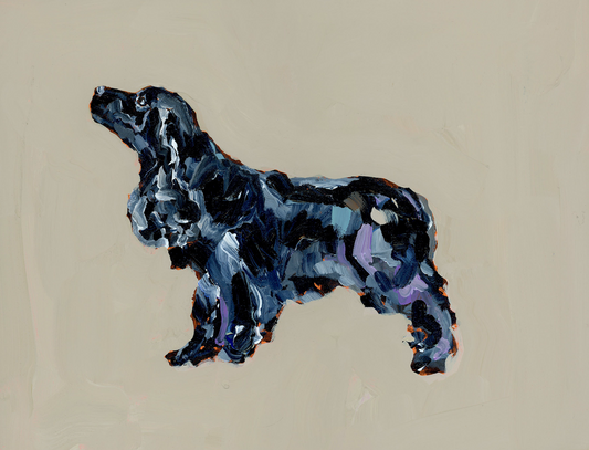 Black Cocker Spaniel