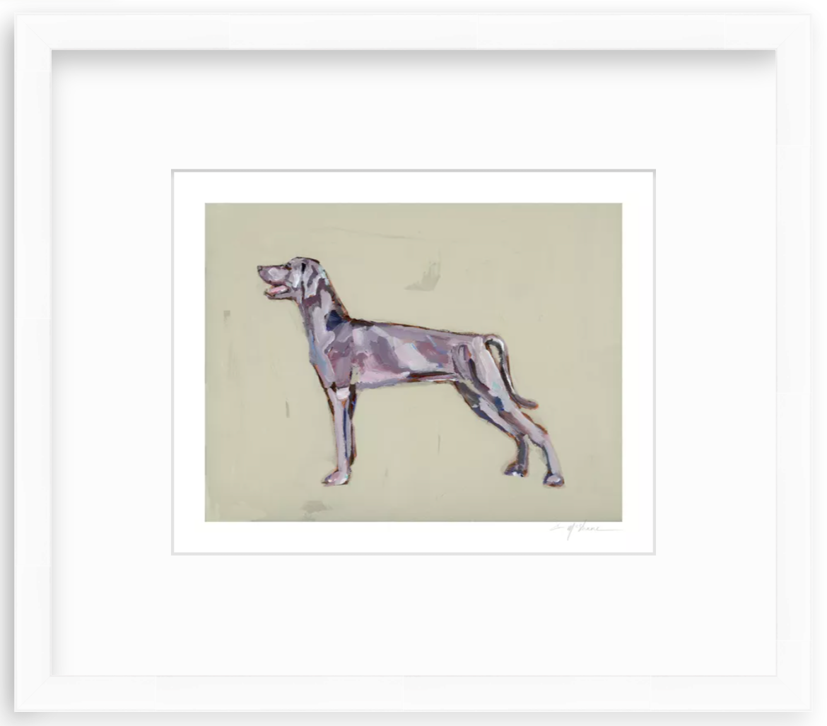 Weimaraner